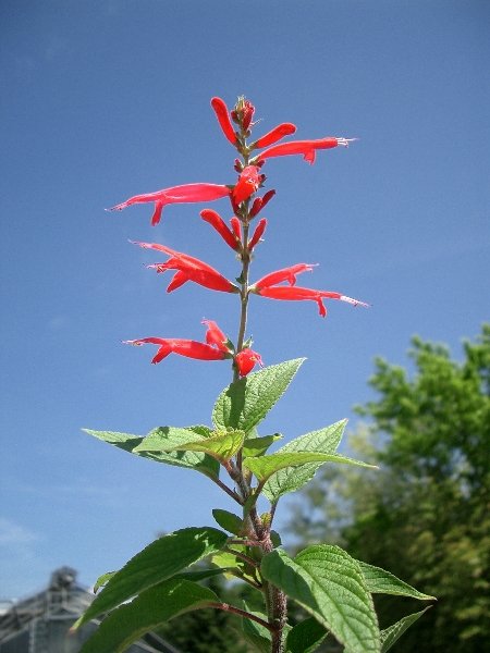 Salvia elegans